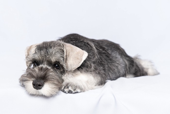 悲しげな表情で伏せているミニチュア・シュナウザーの子犬