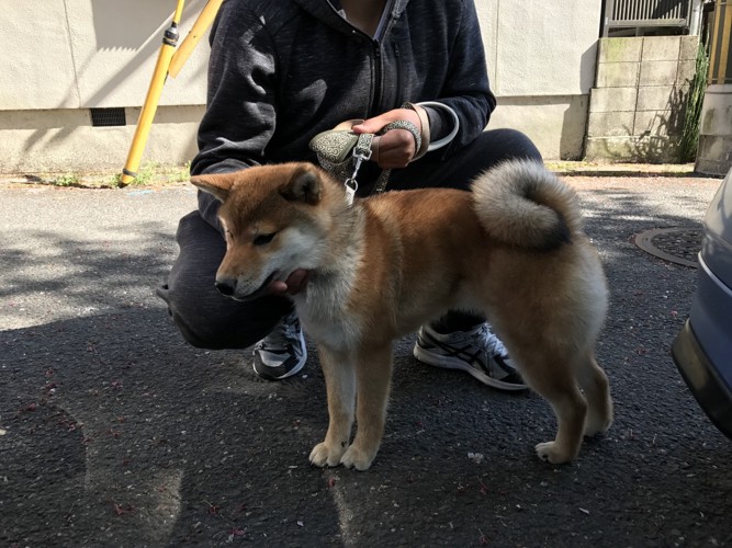 柴犬