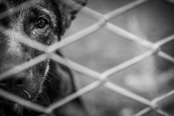 檻の中からこちらを見つめる黒い犬