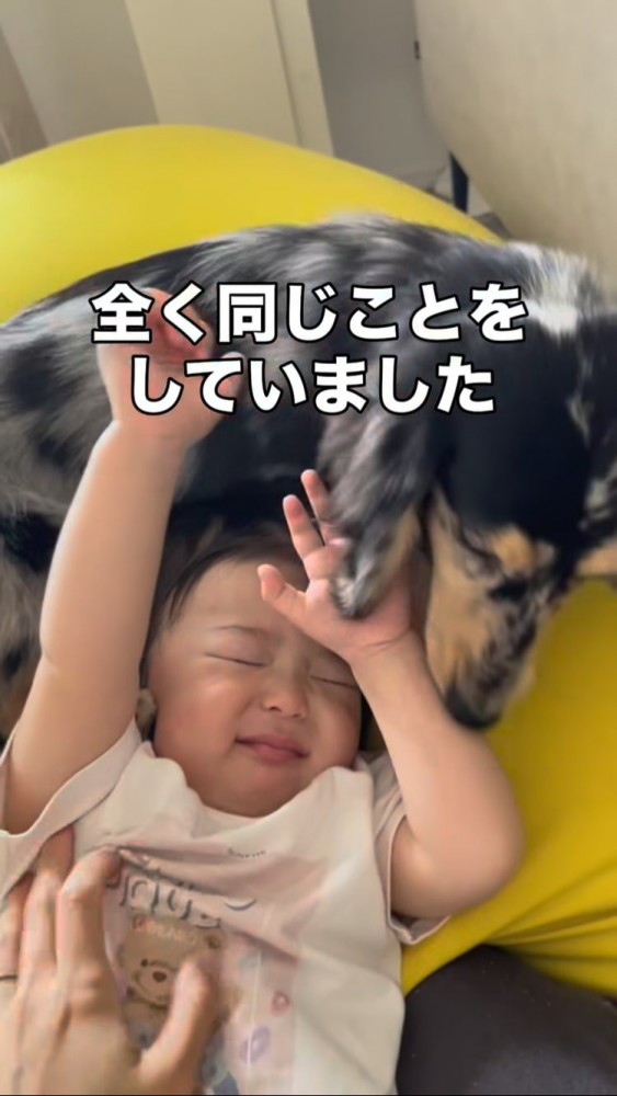 成長した幼児の頭に丸まってくっつく犬