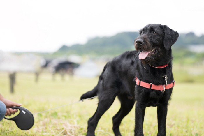 伸縮リード、黒い犬