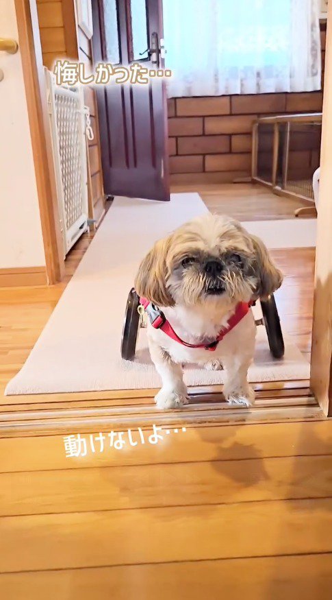 立ち止まる車椅子を着けた犬