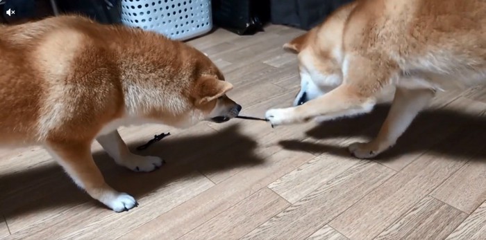 引っ張り続ける2匹