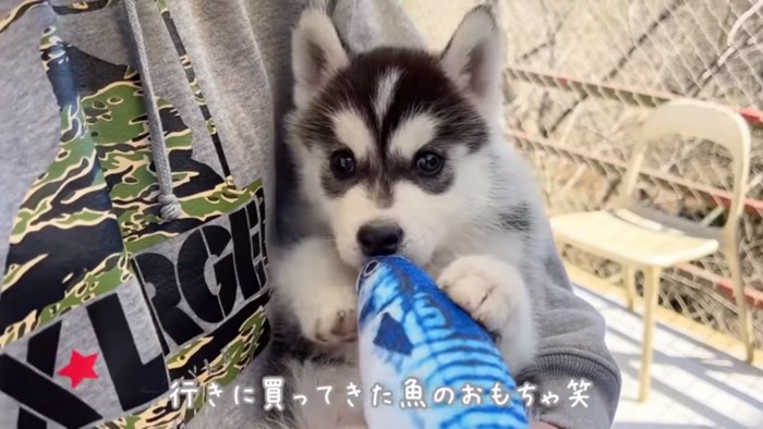 おもちゃをくわえた子犬