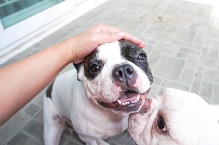 人に撫でられて嬉しそうな表情の犬