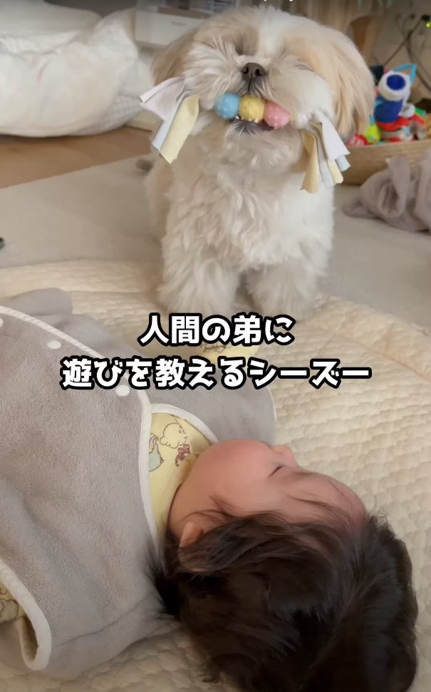 赤ちゃんの横でおもちゃを咥えている犬「人間の弟に遊びを教えるシーズー」