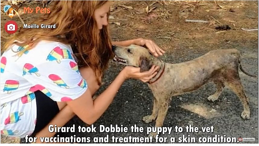 女性と犬