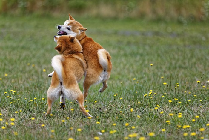 ジャレ合う2頭の柴犬