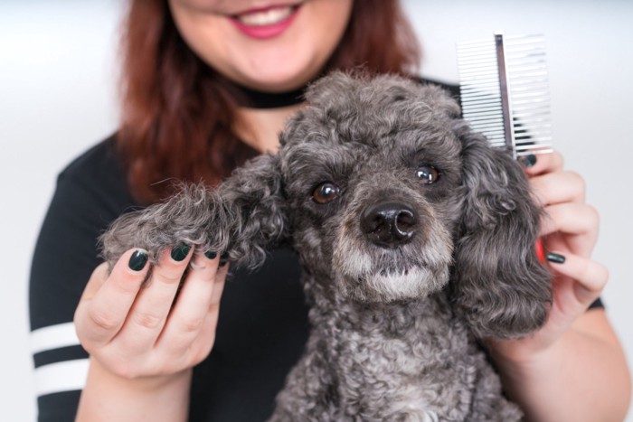 女性にコームで毛をとかれている犬