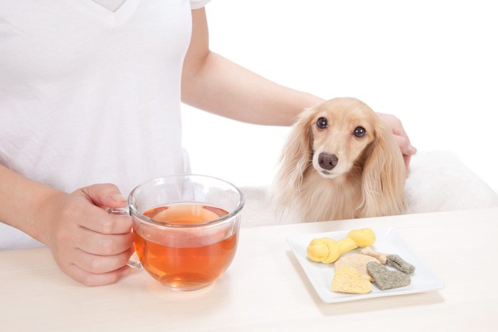 犬と食事中