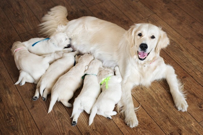 お乳をあげる母犬