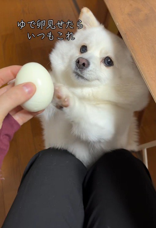 ゆで卵を欲しがるベラちゃん