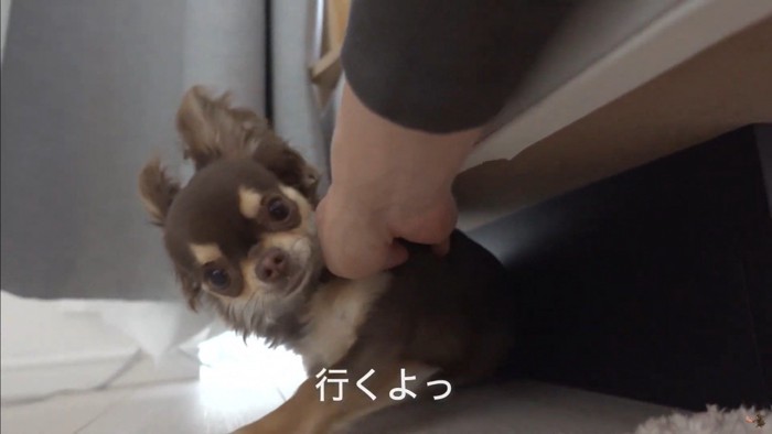 うにちゃんのお散歩拒否6