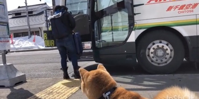 バスに乗る人を見守る犬