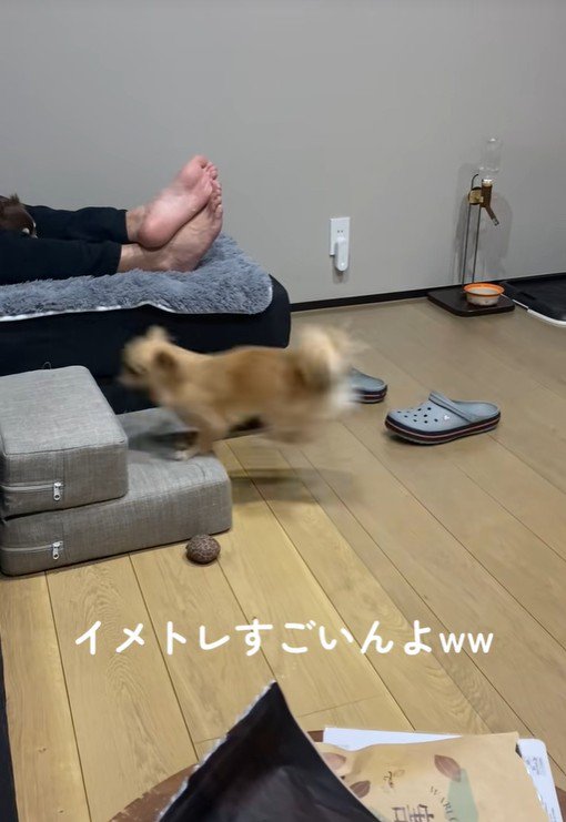 段差を登ろうとするのんちゃん7