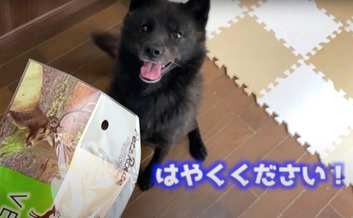 オモチャを待つ犬