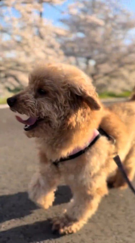 桜が咲いている道を散歩する犬