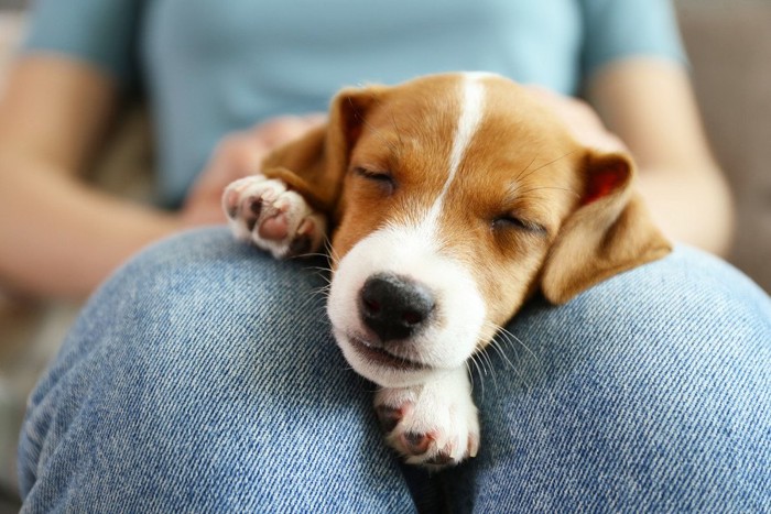 飼い主さんの膝の上で寝る犬