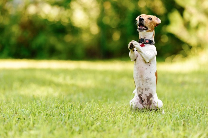 芝生で立ち上がる犬