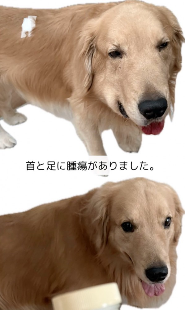 腫瘍が首と足にできている大型犬