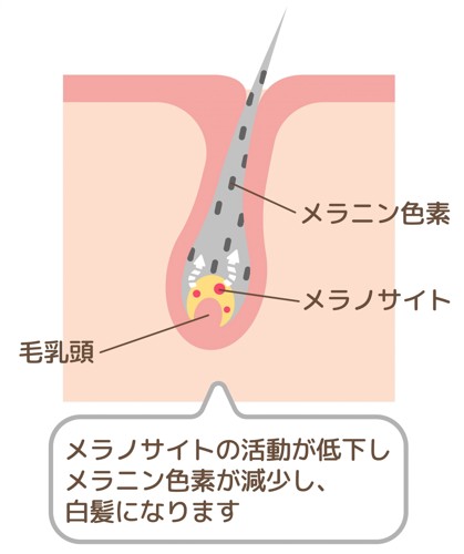 白髪の構造図