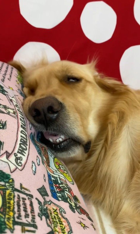 色々なお顔のモコちゃん2