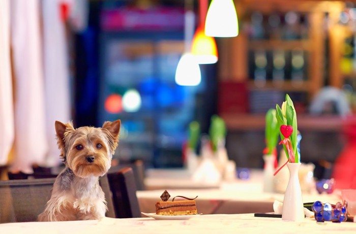 カフェの椅子に座る犬