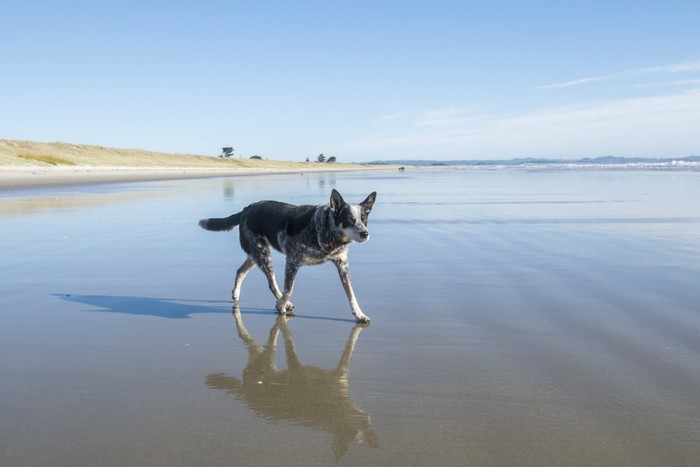 ビーチを歩く犬