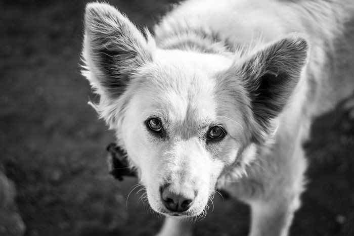 見上げてくる犬、モノクロ写真