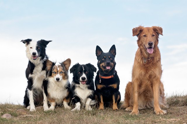 5匹の犬