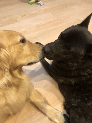 同居犬のゴールデンと