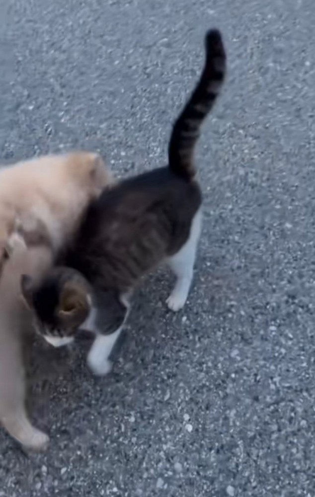 挨拶する猫と犬