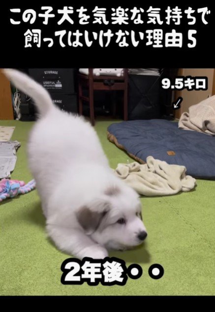簡単に飼ってはいけない！？