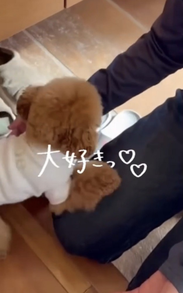 先生を歓迎する犬