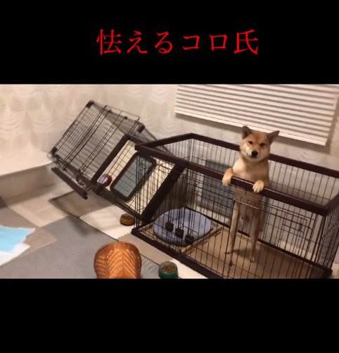 破壊行為に怯えるコロちゃん