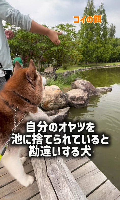 鯉に餌をあげた時のたこやきちゃん