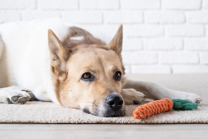 おもちゃに飽きてふせている大型犬