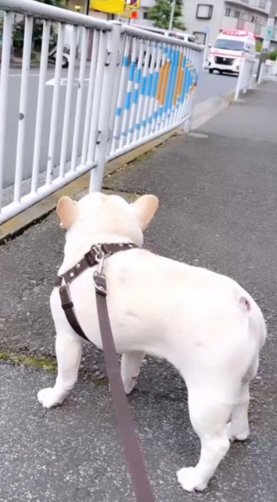 犬の方へ走ってくる救急車
