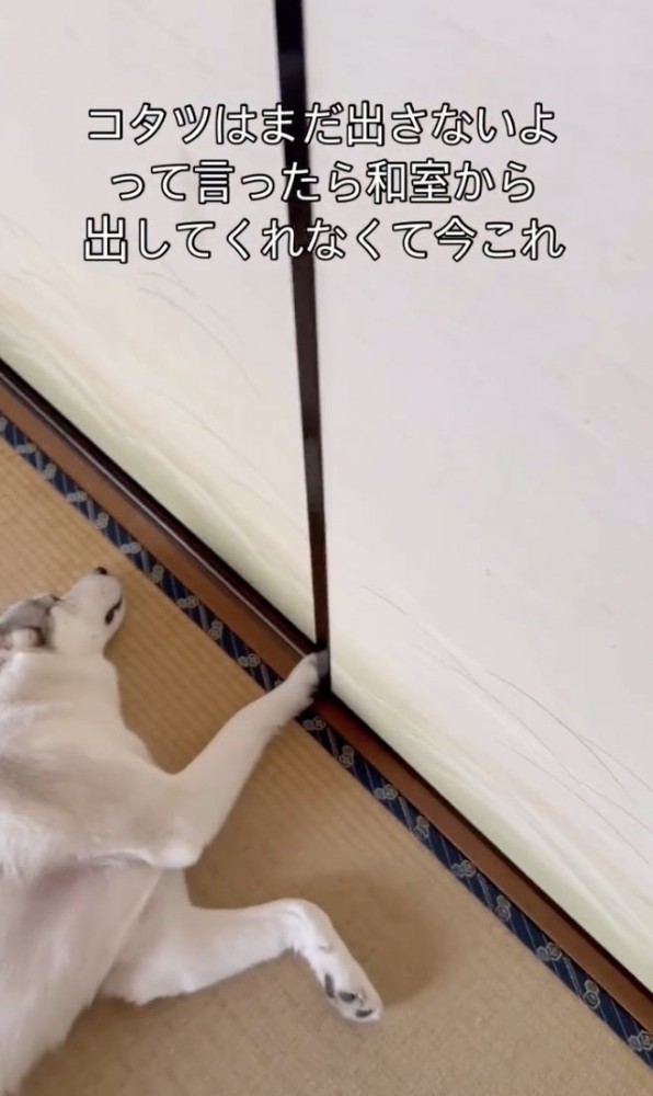 飼い主さん、和室から出られない