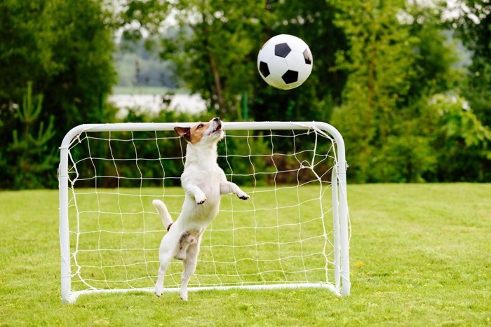 キーパーをする犬