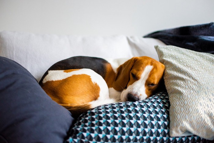 眠っている犬