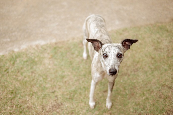 こちらを見つめる痩せた犬