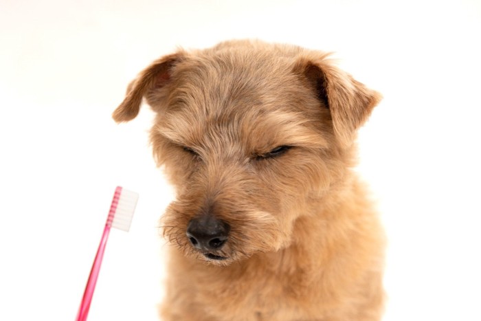 歯ブラシを見て顔をしかめる犬