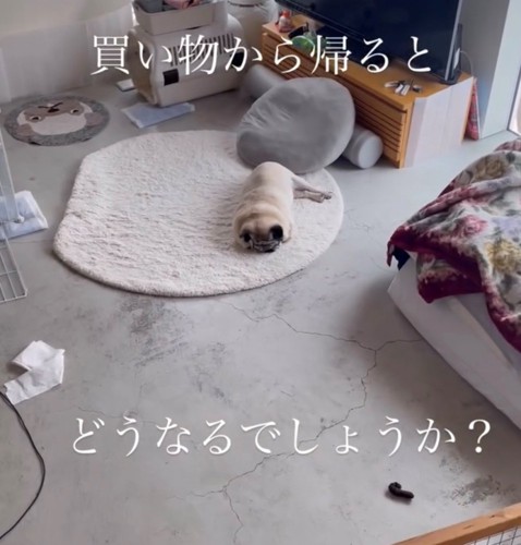 寝ている犬1