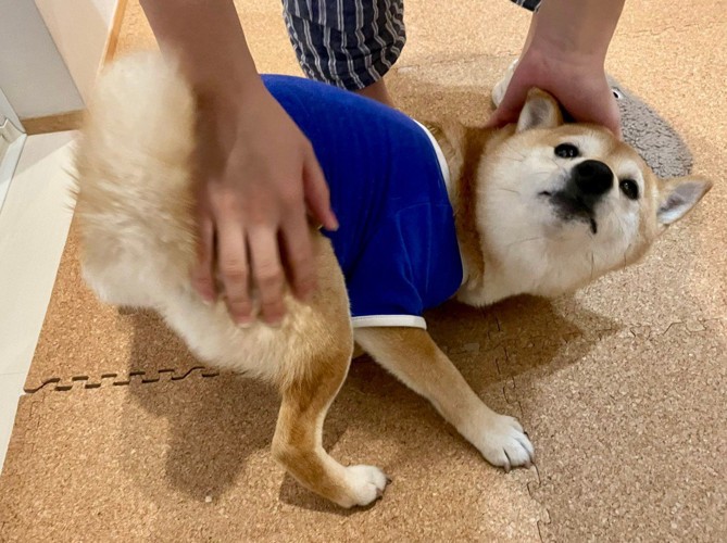 朝からナデナデを要求♪