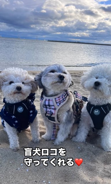 海辺に並ぶ3頭の小型犬