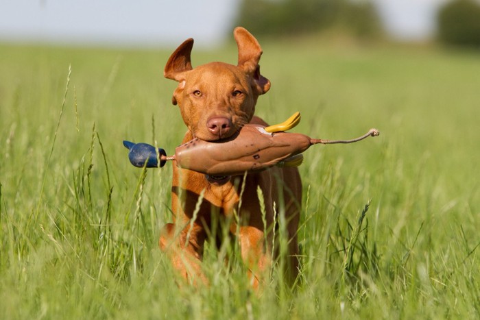 鳥の模型を咥えて走ってくる犬