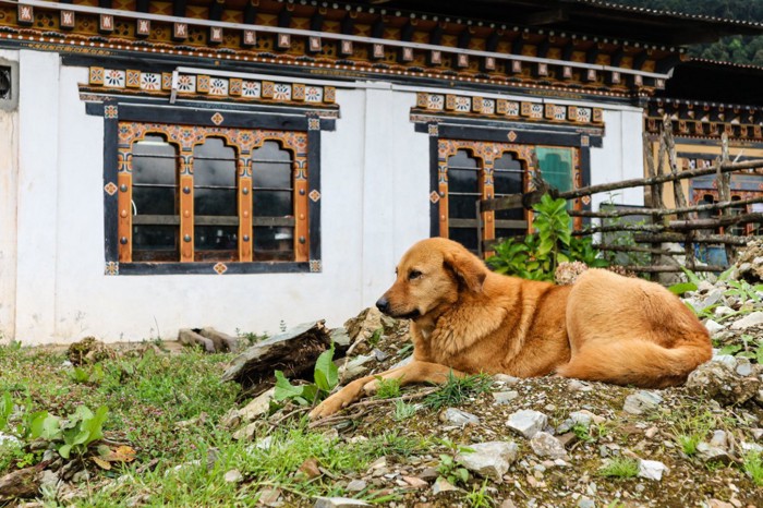 ブータンの茶色い集落犬