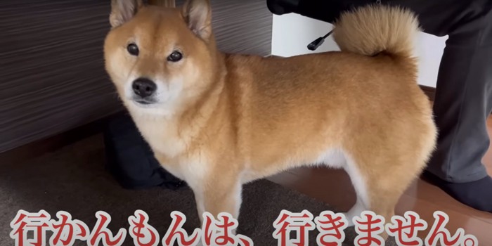 凛々しい顔でテーブルの下に隠れる柴犬