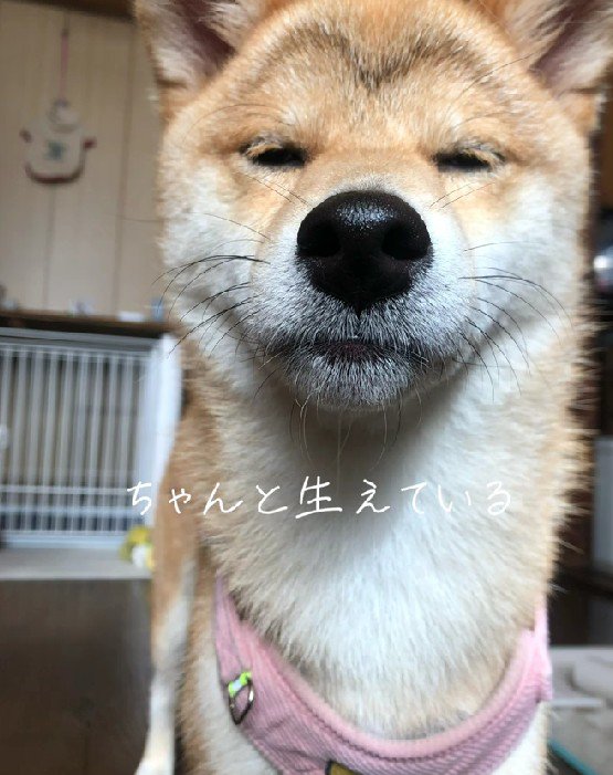 何度見ても眉毛！！
